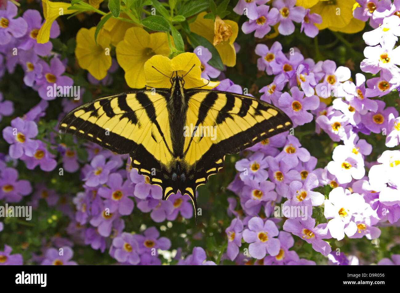 Swallowtail butterfly ( Papilionidae) on flowers Stock Photo