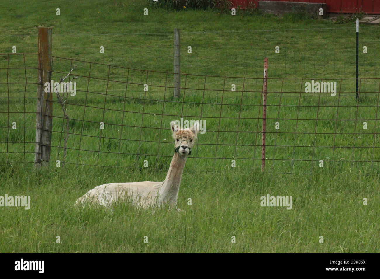 A picture of a llama in a field Stock Photo