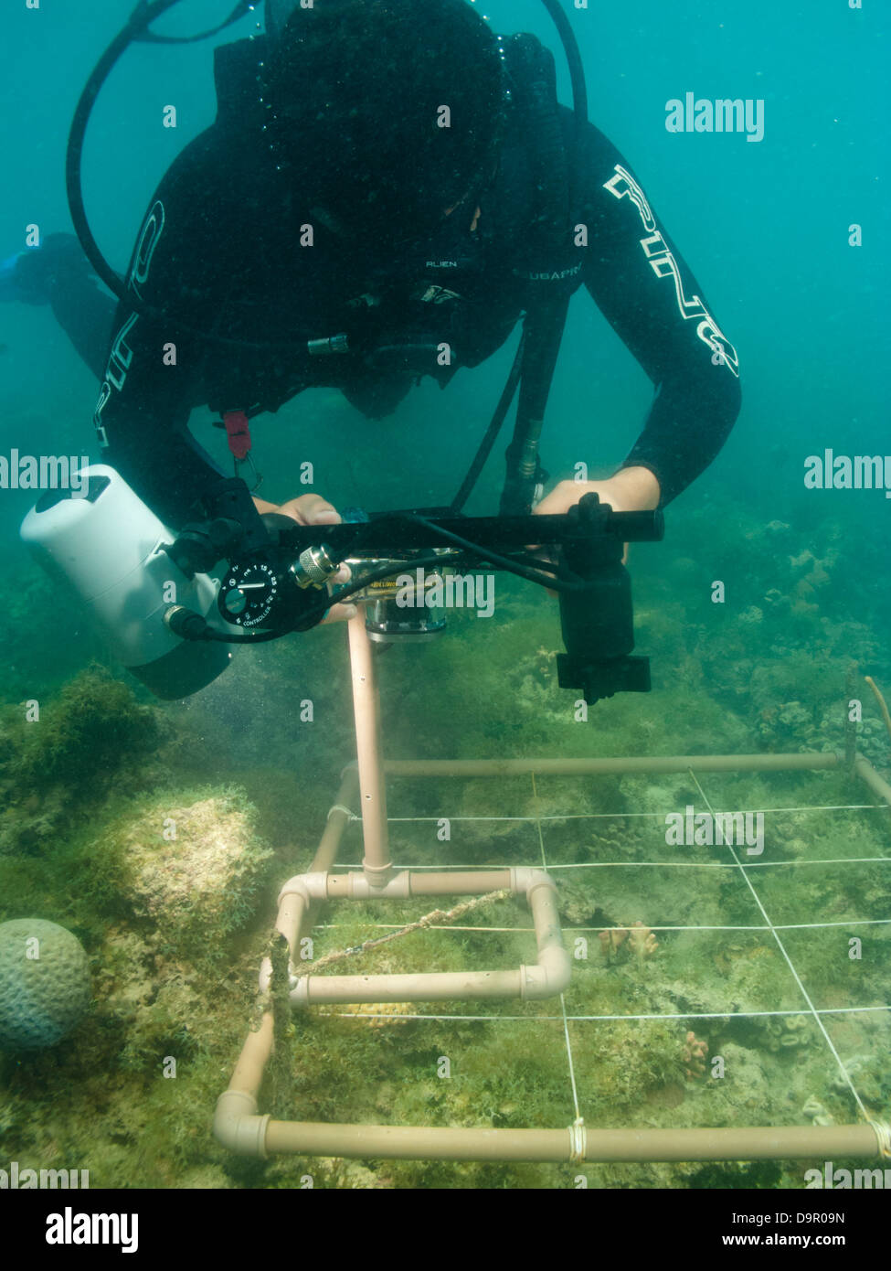 underwater research on a coral reef using digital photography to do transect species counts in Abrolhos, Brazil Stock Photo