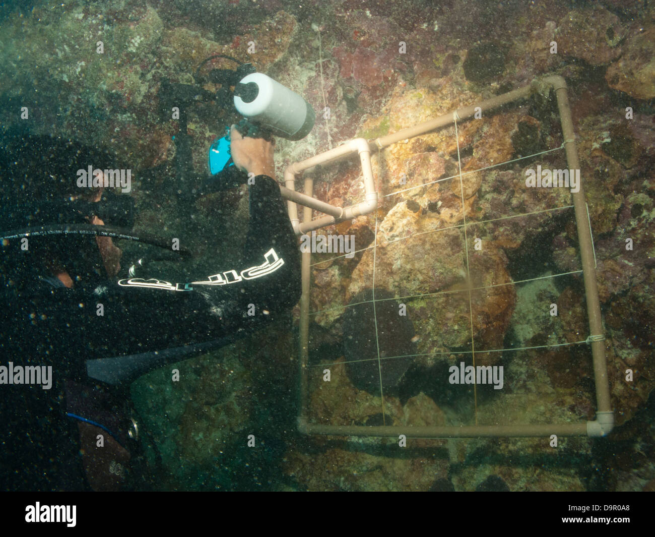 underwater research on a coral reef using digital photography to do transect species counts in Abrolhos, Brazil Stock Photo