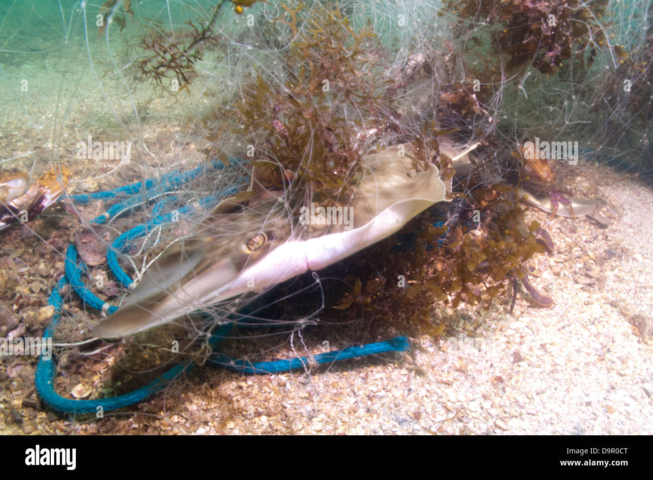 Brazilian Guitarfish Rhinobatos horkelii entangled in lost fishing net  underwater Angra dos Reis, Rio de Janeiro, Brazil Stock Photo