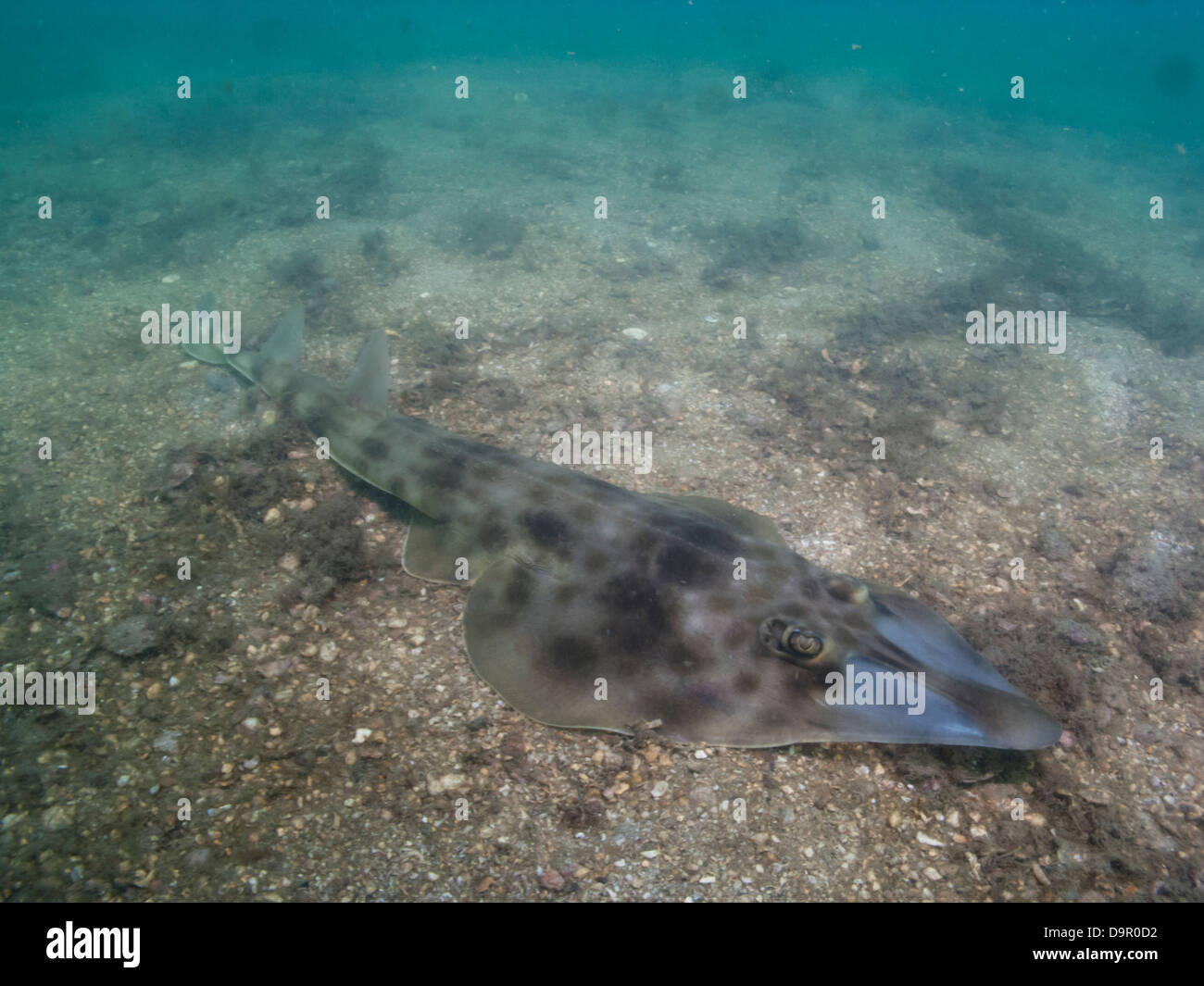 Rhinobatos horkelii guitar ray (raia viola) skate brazilian guitarfish underwater Angra dos Reis, Rio de Janeiro state Brazil Stock Photo