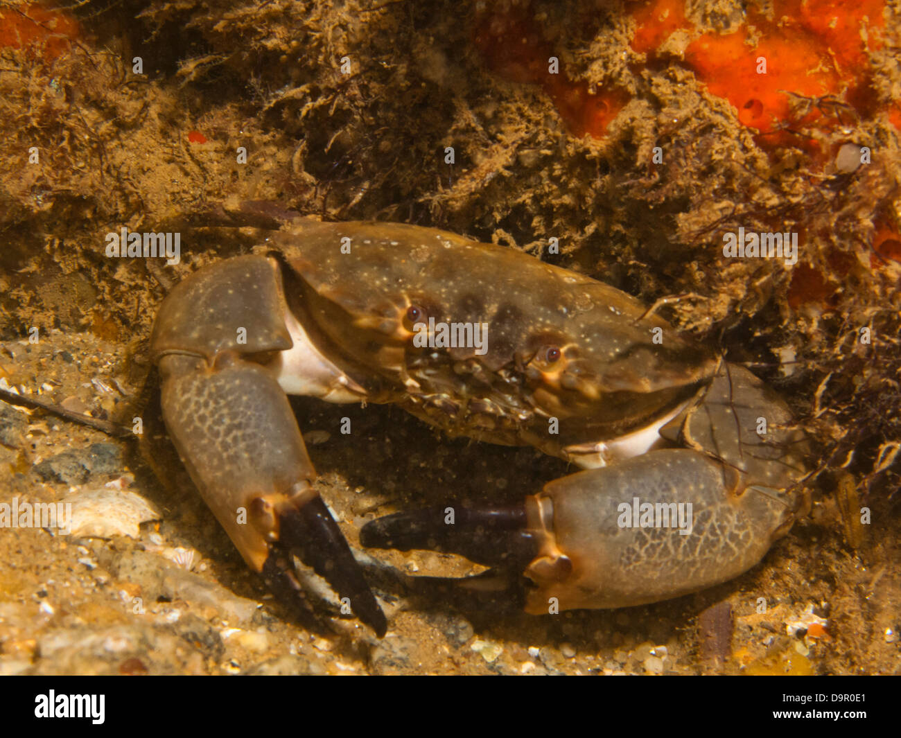underwater crab at Angra dos Reis, Rio de Janeiro, Brazil Stock Photo