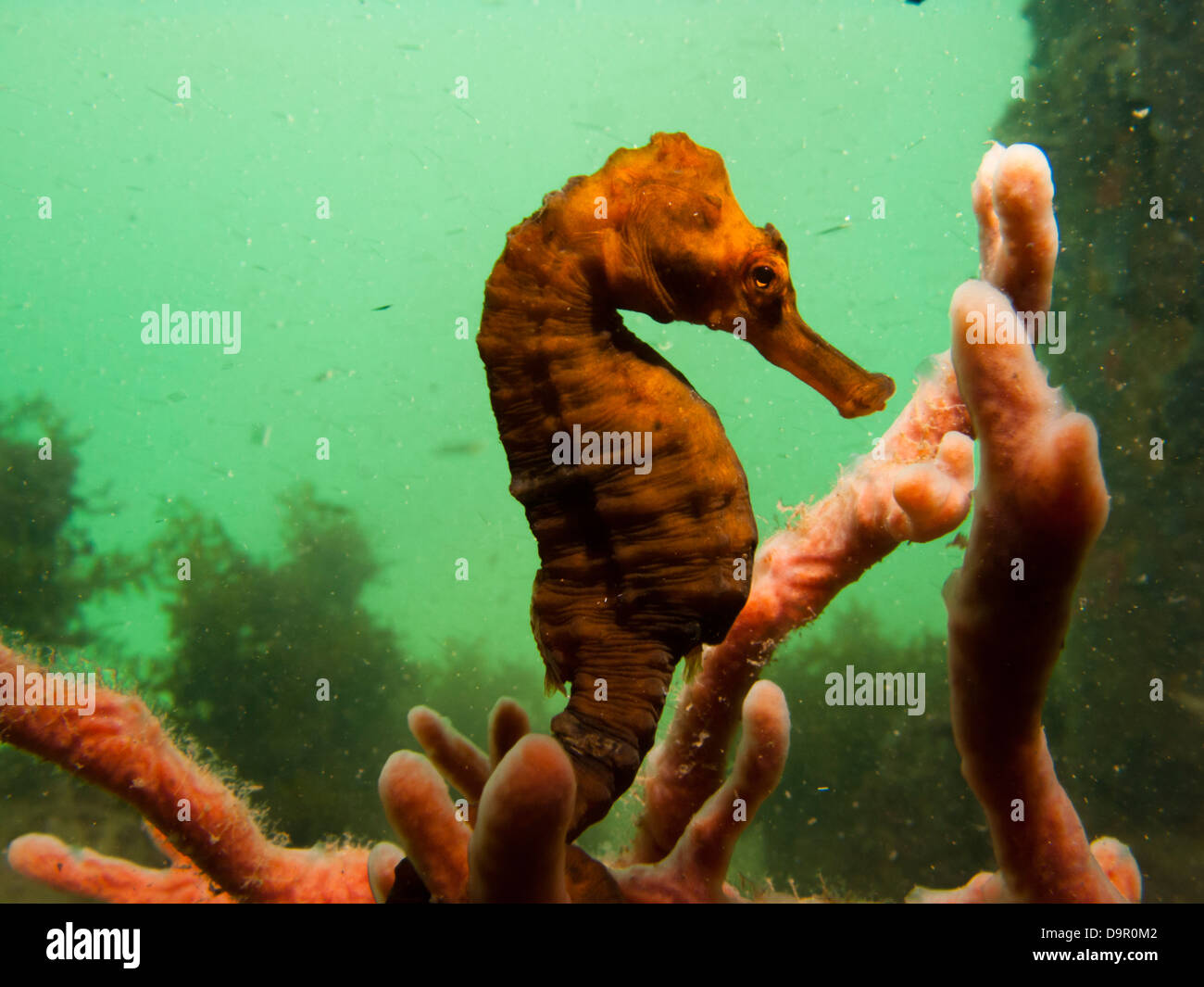 Seahorse Hippocampus reidi underwater Angra dos Reis, Rio de Janeiro, Brazil Stock Photo