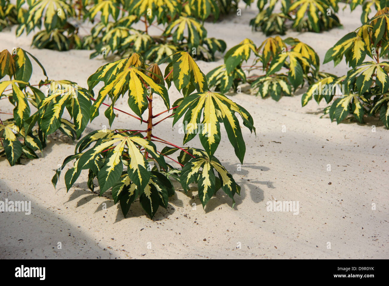 Cassava plants Stock Photo Alamy
