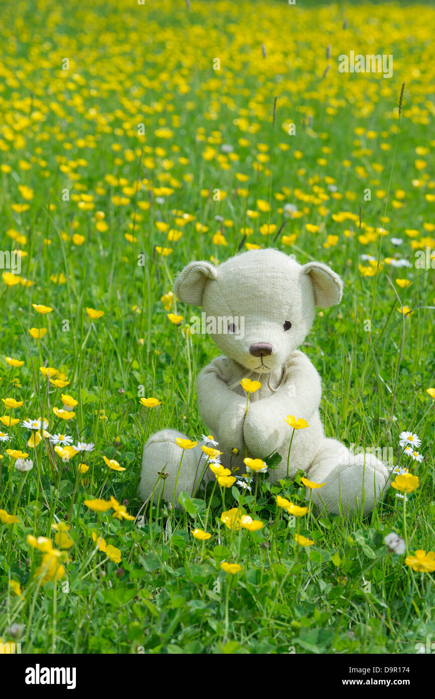 Teddy Bear holding a Buttercup in an English meadow Stock Photo