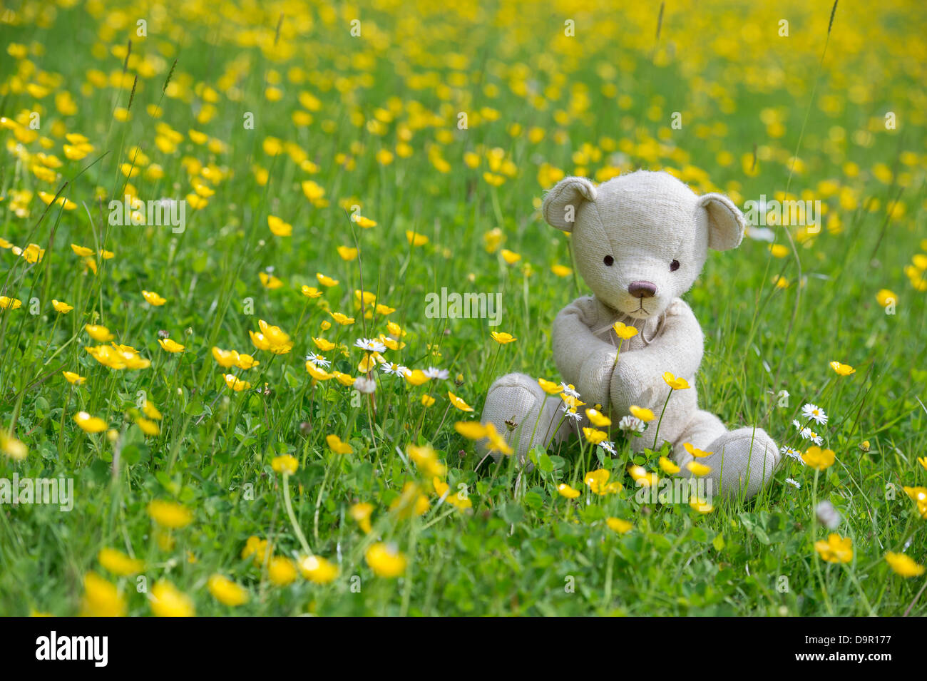 Teddy Bear holding a Buttercup in an English meadow Stock Photo