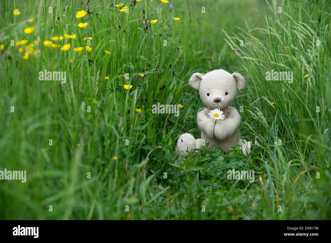 Teddy Bear holding an Oxeye Daisy in an English meadow Stock Photo