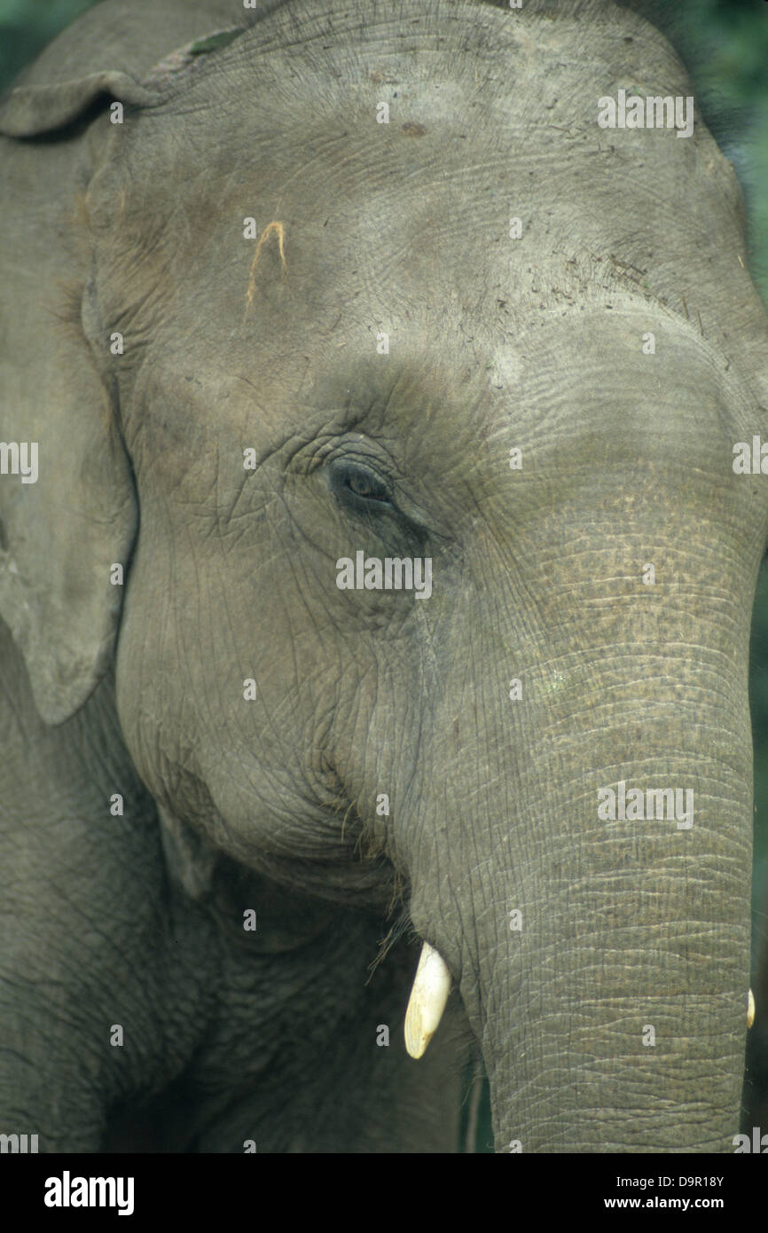elephant, nepal, jungle, wildlife, asia Stock Photo Alamy