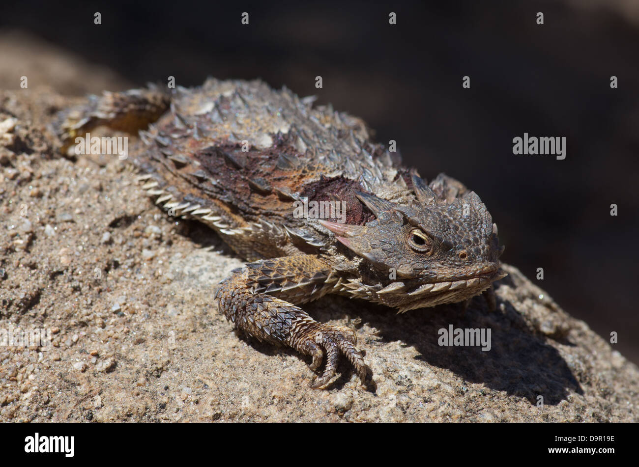 A Blainville's Horned Lizard (Phrynosoma blainvillii) from Parque ...