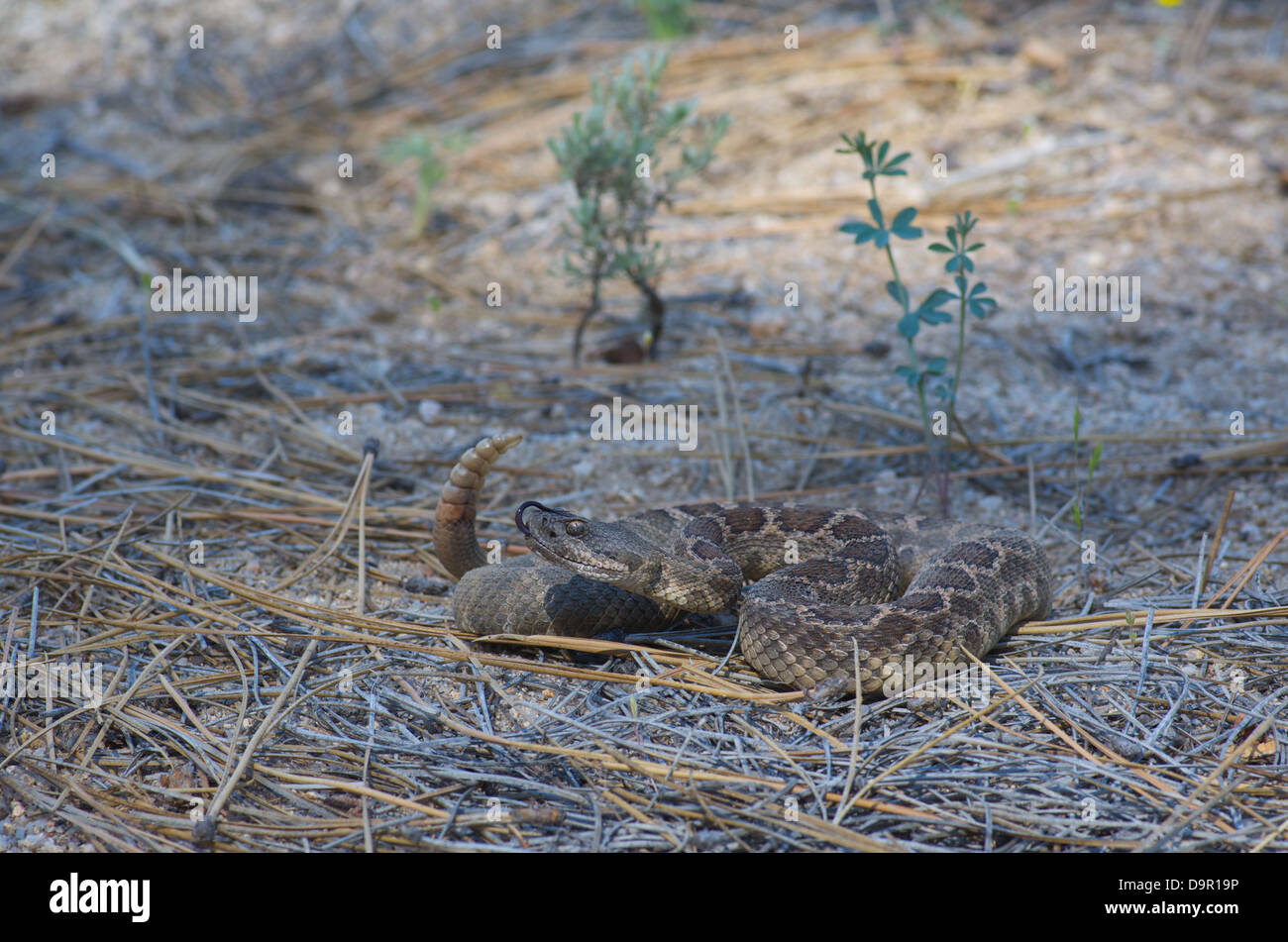 A Southern Pacific Rattlesnake (Crotalus oreganus helleri) coiled in pine needles and sand in Baja California, Mexico. Stock Photo