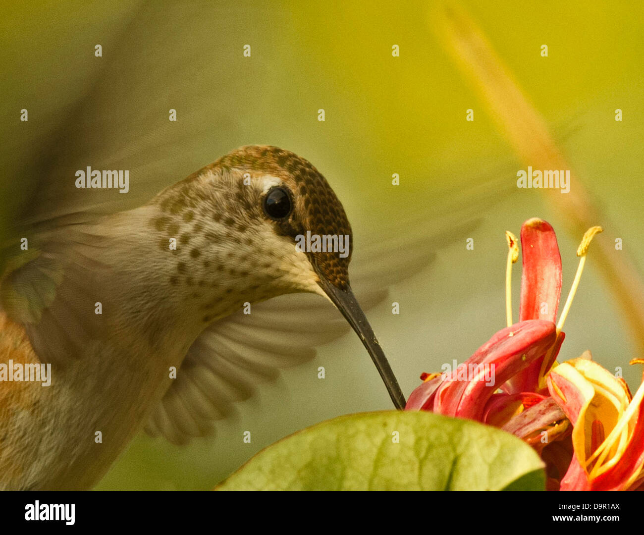 Anna's Hummingbird (Calypte anna) Stock Photo