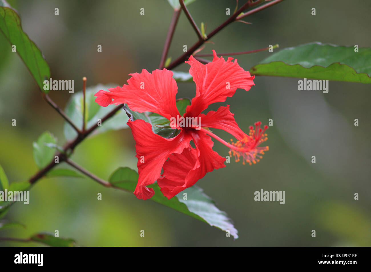 Red hibiscus on Hawaii Stock Photo