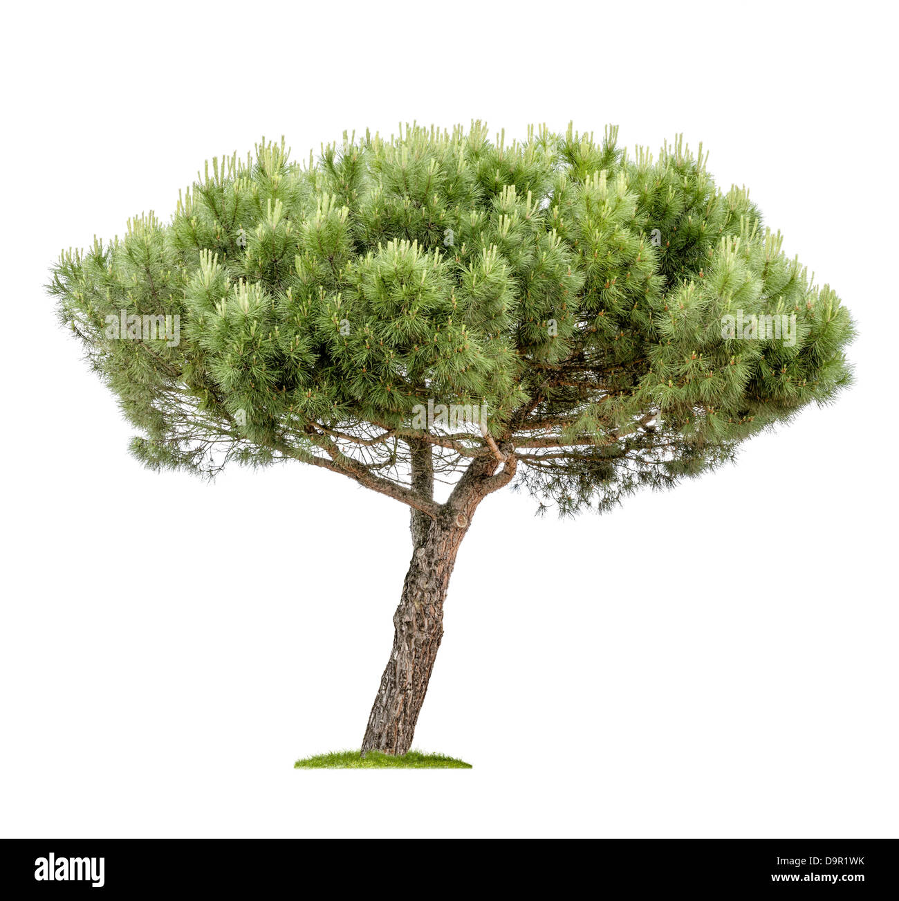 isolated pine tree on a white background Stock Photo - Alamy