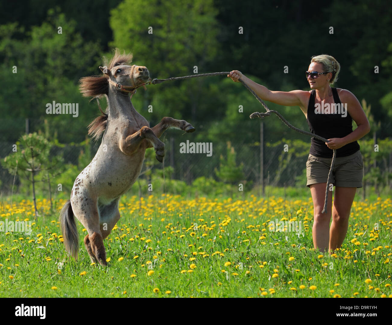 Woman plays with a prancing pony on a summer meadow Stock Photo
