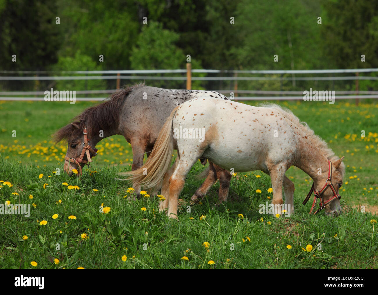 Two falabella pony are grazing Stock Photo