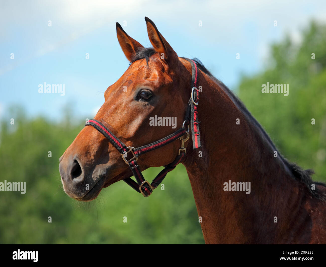 Beautiful purebred dressage horse portrait with bridle Stock Photo