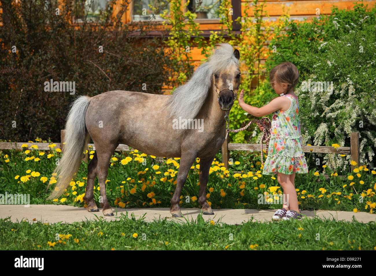 Falabella miniature horse portrait with little girl Stock Photo