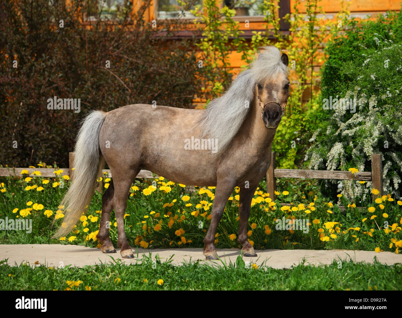 Falabella miniature horse portrait Stock Photo
