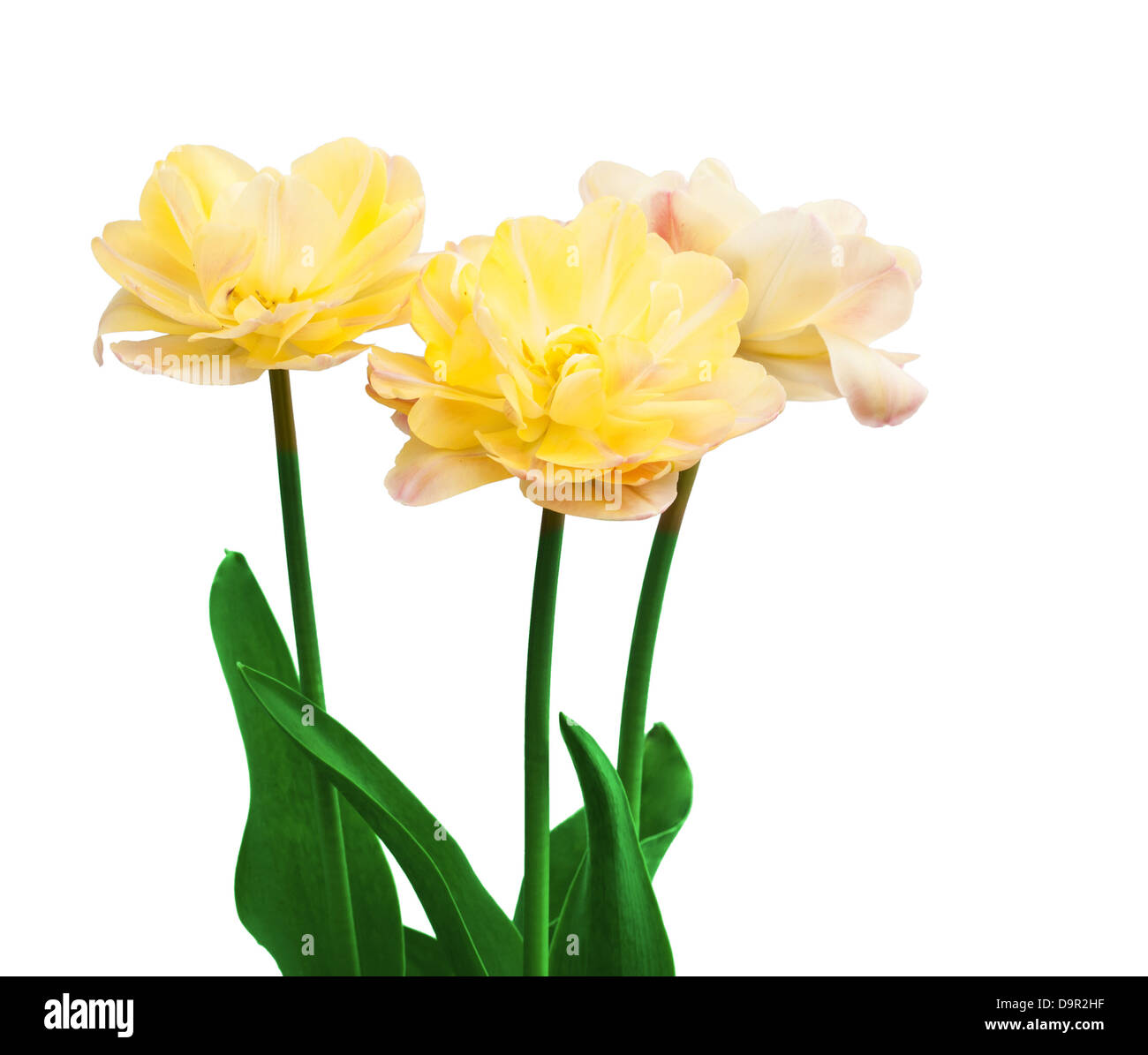 Yellow tulips isolated on white background Stock Photo - Alamy