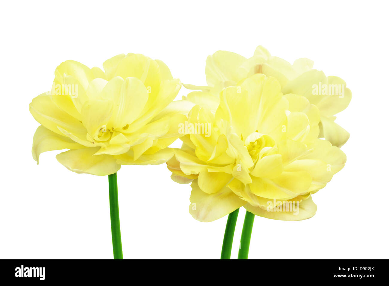 Yellow tulips isolated on white background Stock Photo - Alamy