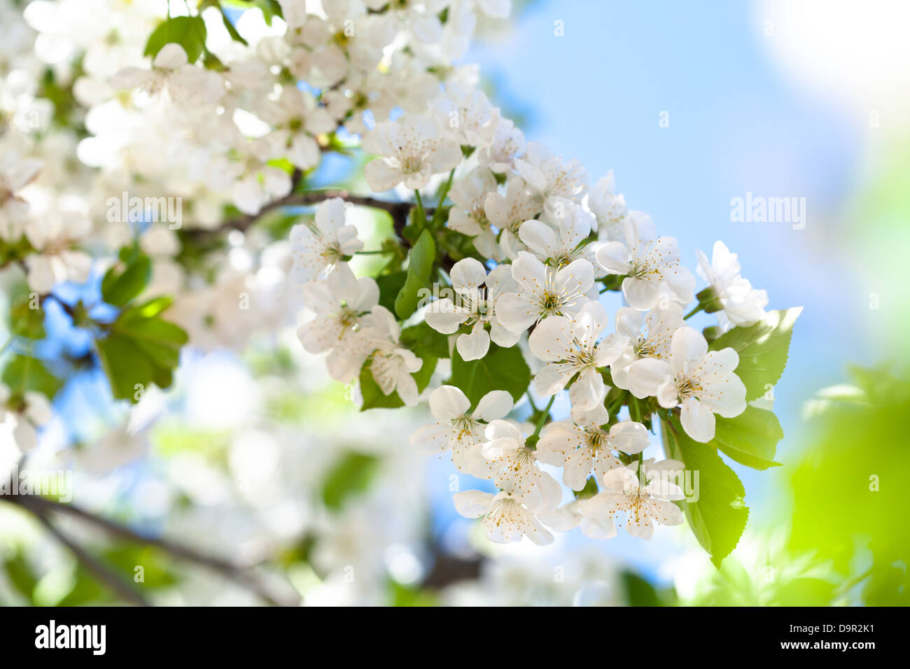 Cherry blossoms in full bloom Stock Photo
