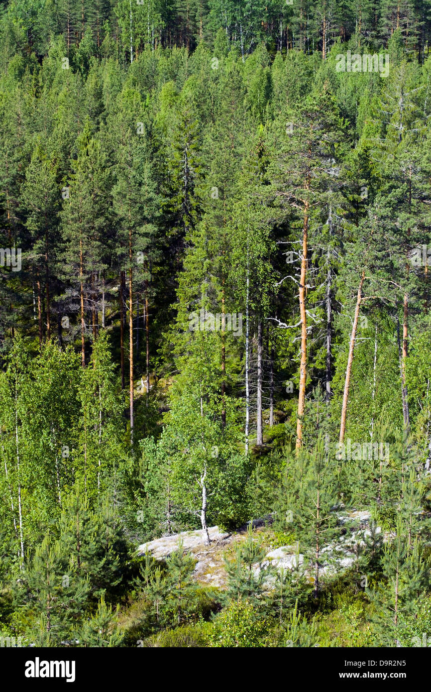 Forest view, Finland Europe Stock Photo