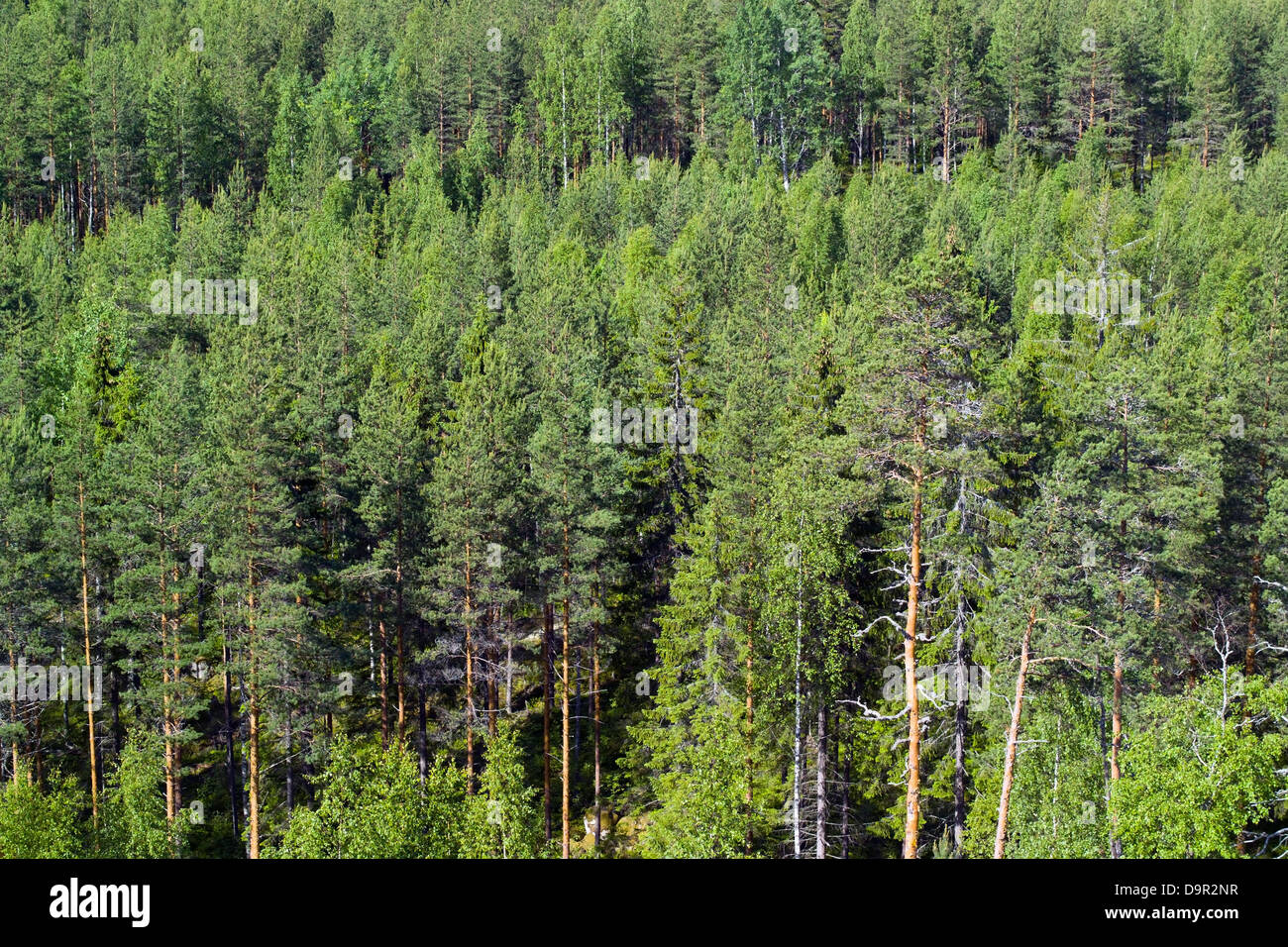 Forest view, Finland Europe Stock Photo