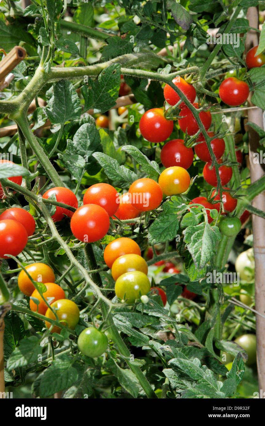 Sweet Million cherry tomatoes ripening on plant. Stock Photo