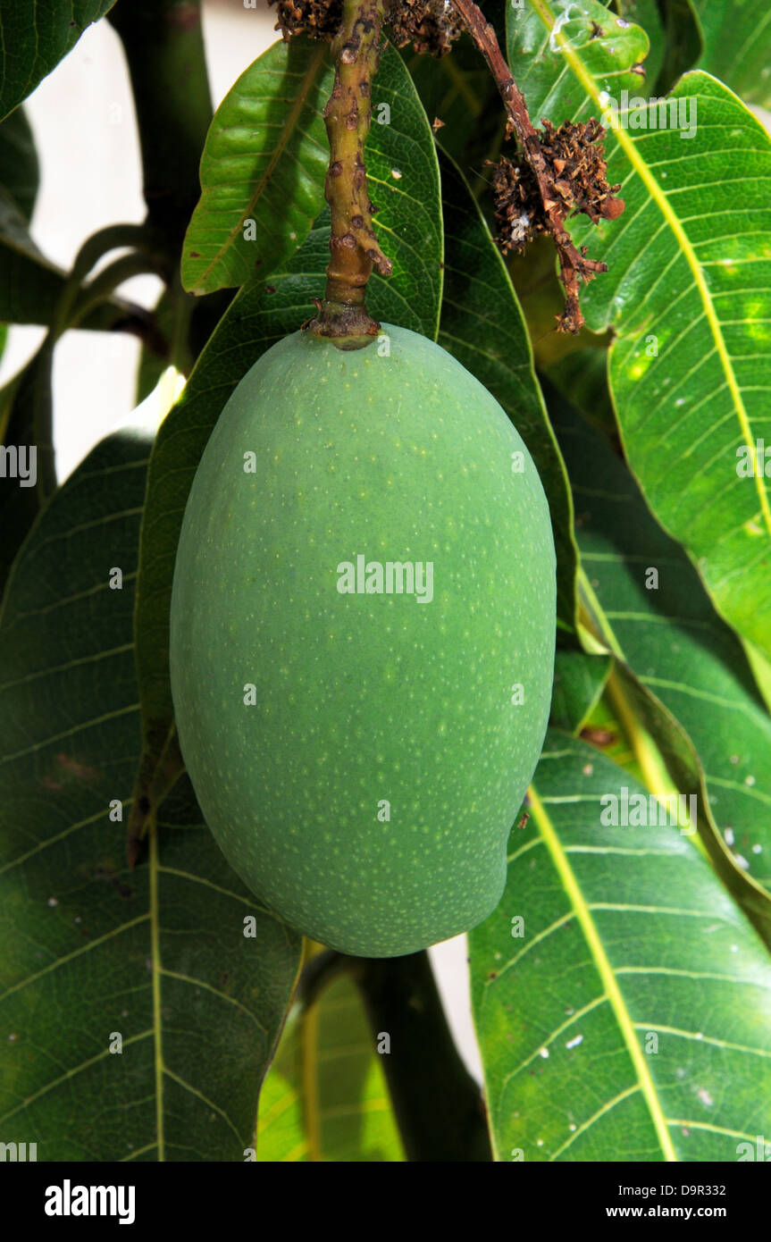 Mangoes growing mango tree hires stock photography and images Alamy