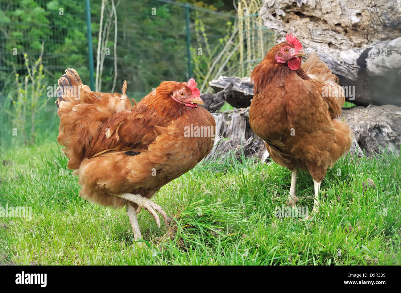 two red hens outdoors in a garden Stock Photo