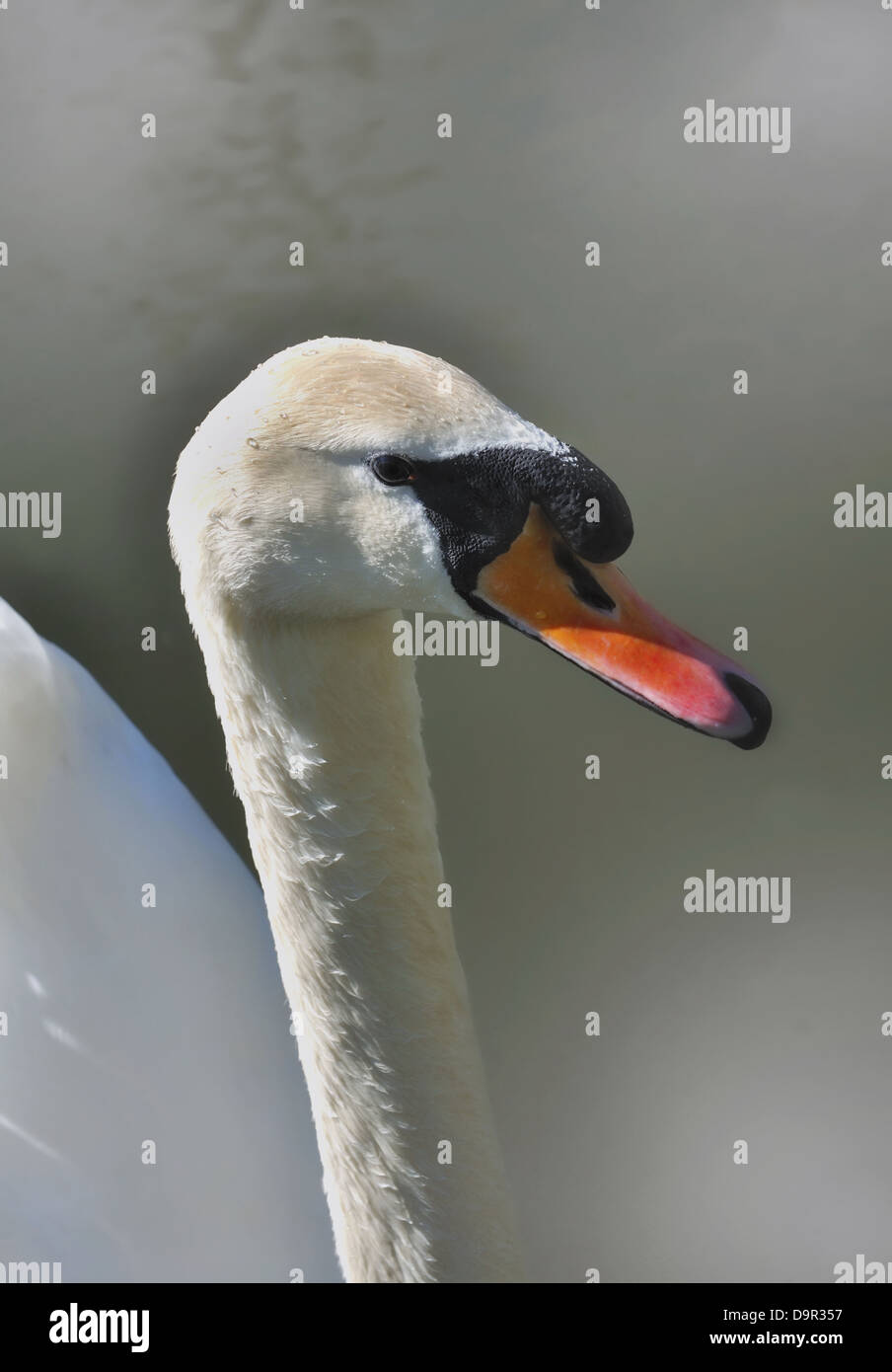 close up of a swan profile Stock Photo