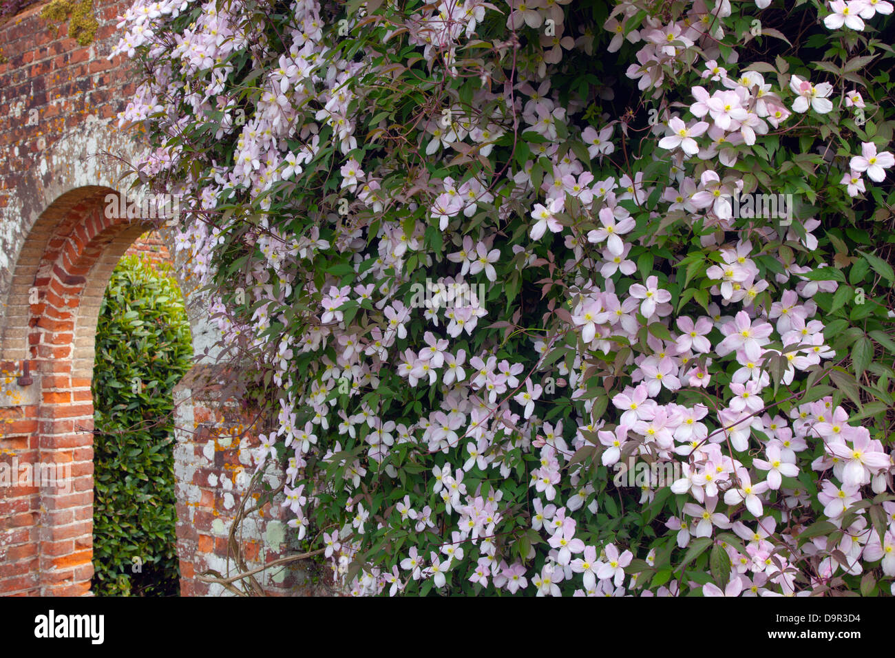 Clematis Montana growing over archway in walled Garden Norfolk Stock