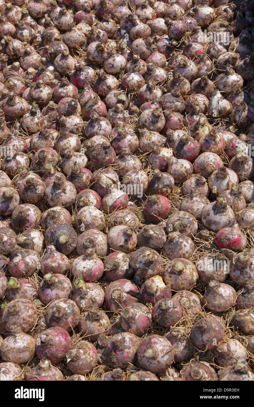 Hyacinth Bulbs collected and stored after flowering Blickling Hall Garden Norfolk June Stock Photo