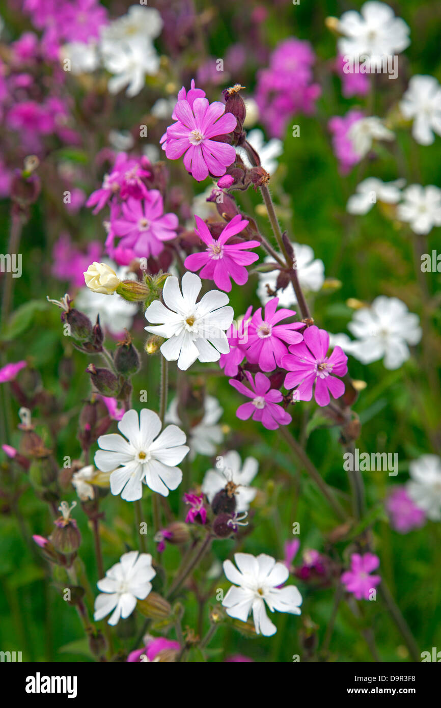 Red Campion Silene dioica and White Campion on field margin Norfolk UK May Stock Photo