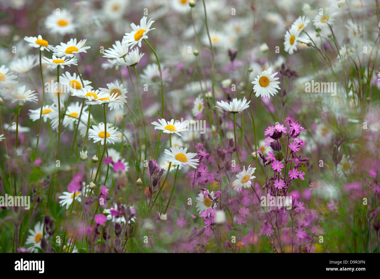Red Campion Silene dioica and Ox-eye Daises on field margin Norfolk UK June Stock Photo