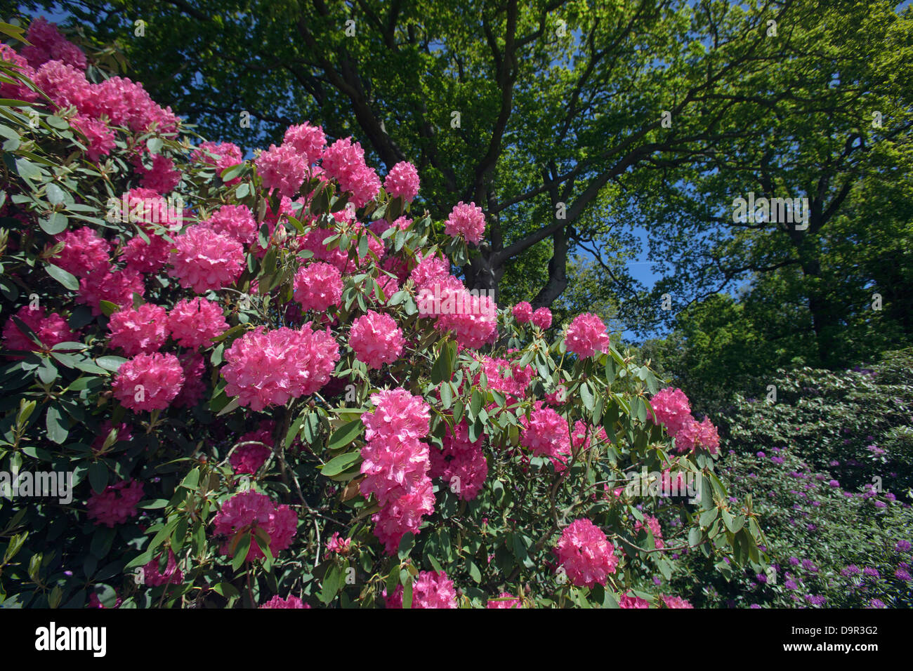 Rhodedendrons hi-res stock photography and images - Alamy