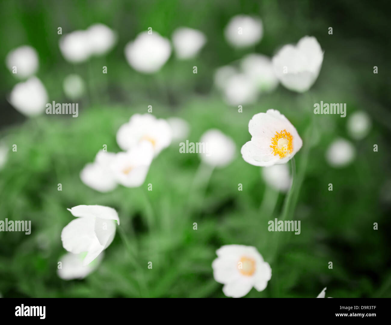 White flowers photo hi-res stock photography and images - Alamy
