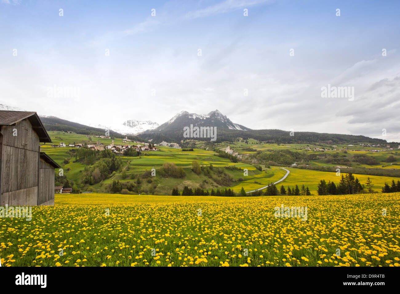 Yellow flowers in bloom at a valley, St. Moritz, Italy Stock Photo