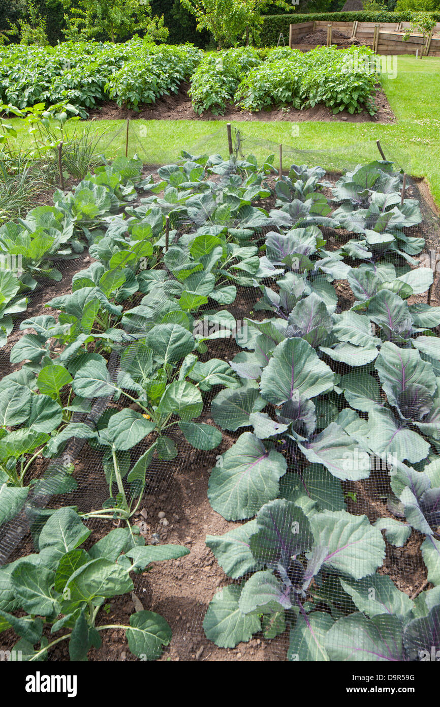 Cabbages protected with netting on vegtable allotment, England UK Stock Photo