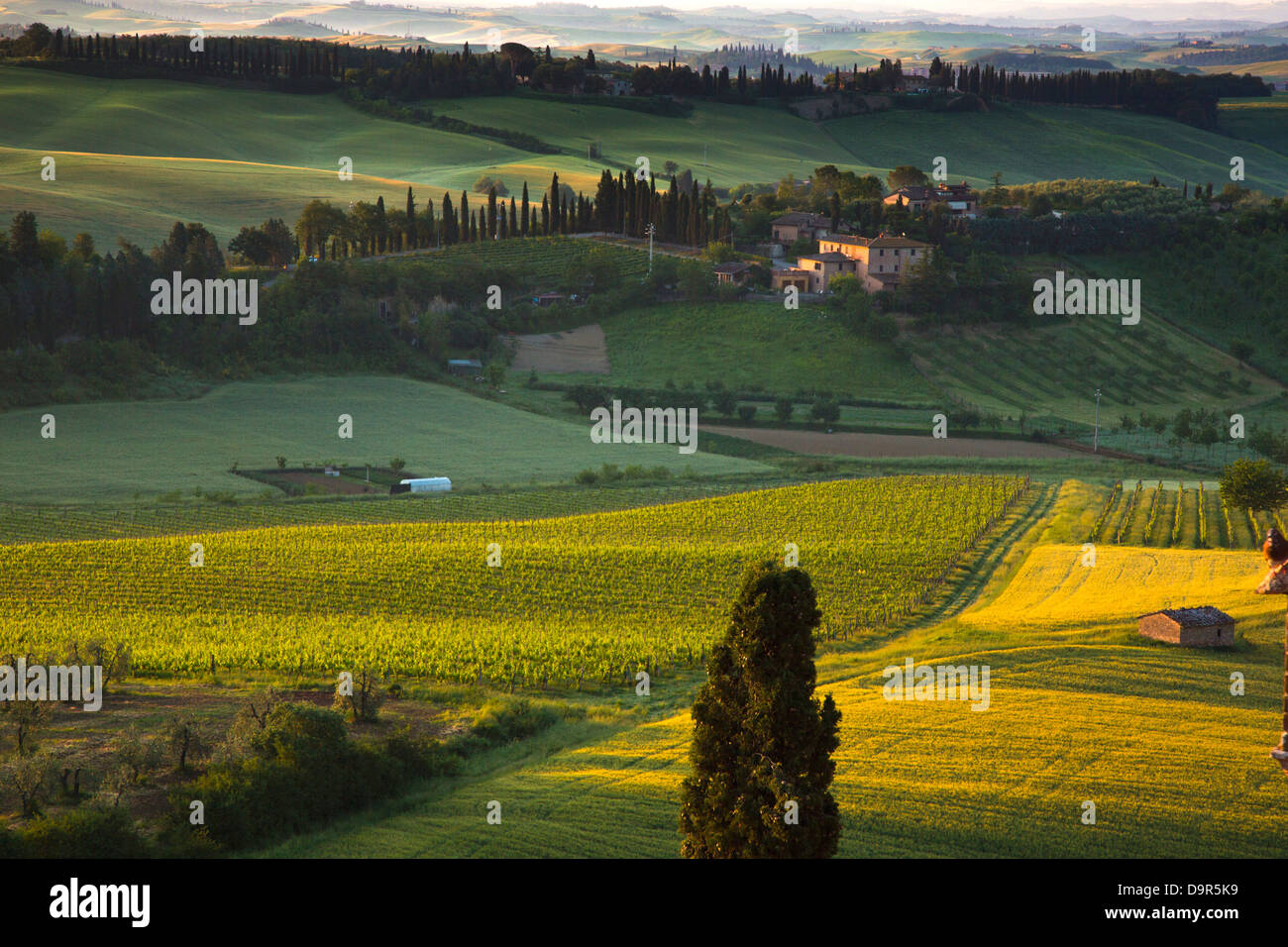 Trees in a field, Siena, Siena Province, Tuscany, Italy Stock Photo