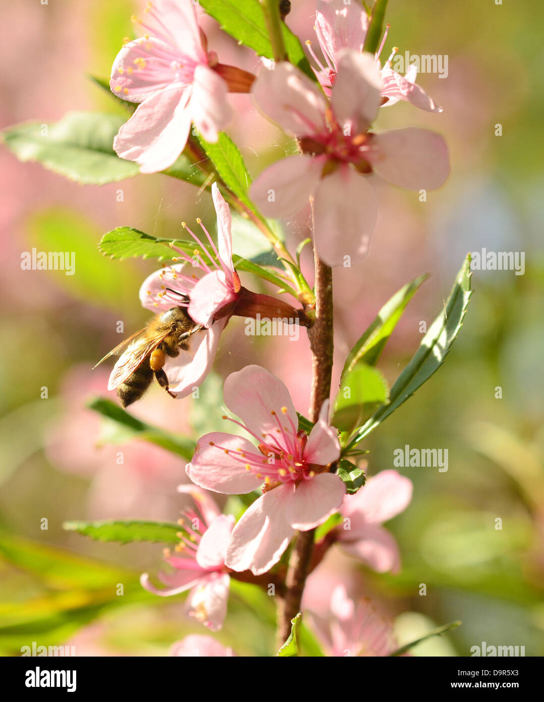 a honey bee on a cherry blossom, spring time Stock Photo - Alamy