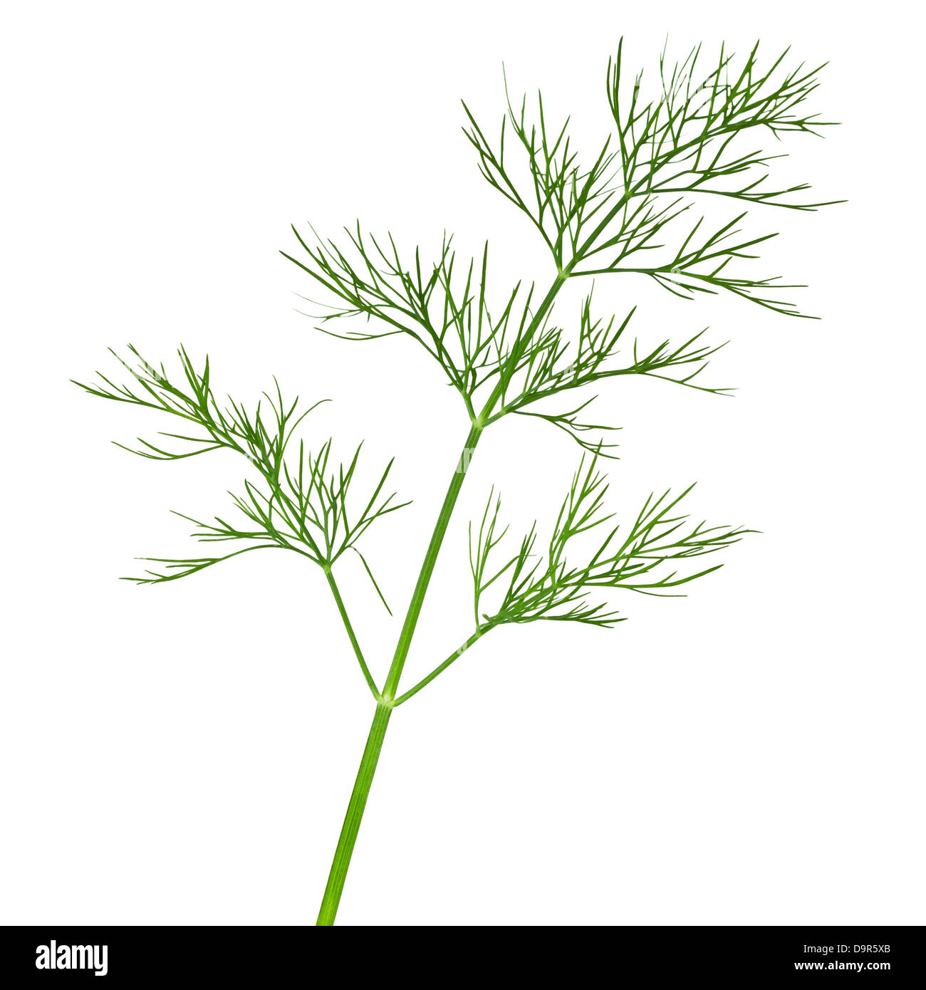 укроп ржеуцкий. ветка укропа. веточка укропа. укроп без фона. укроп на прозрачном.