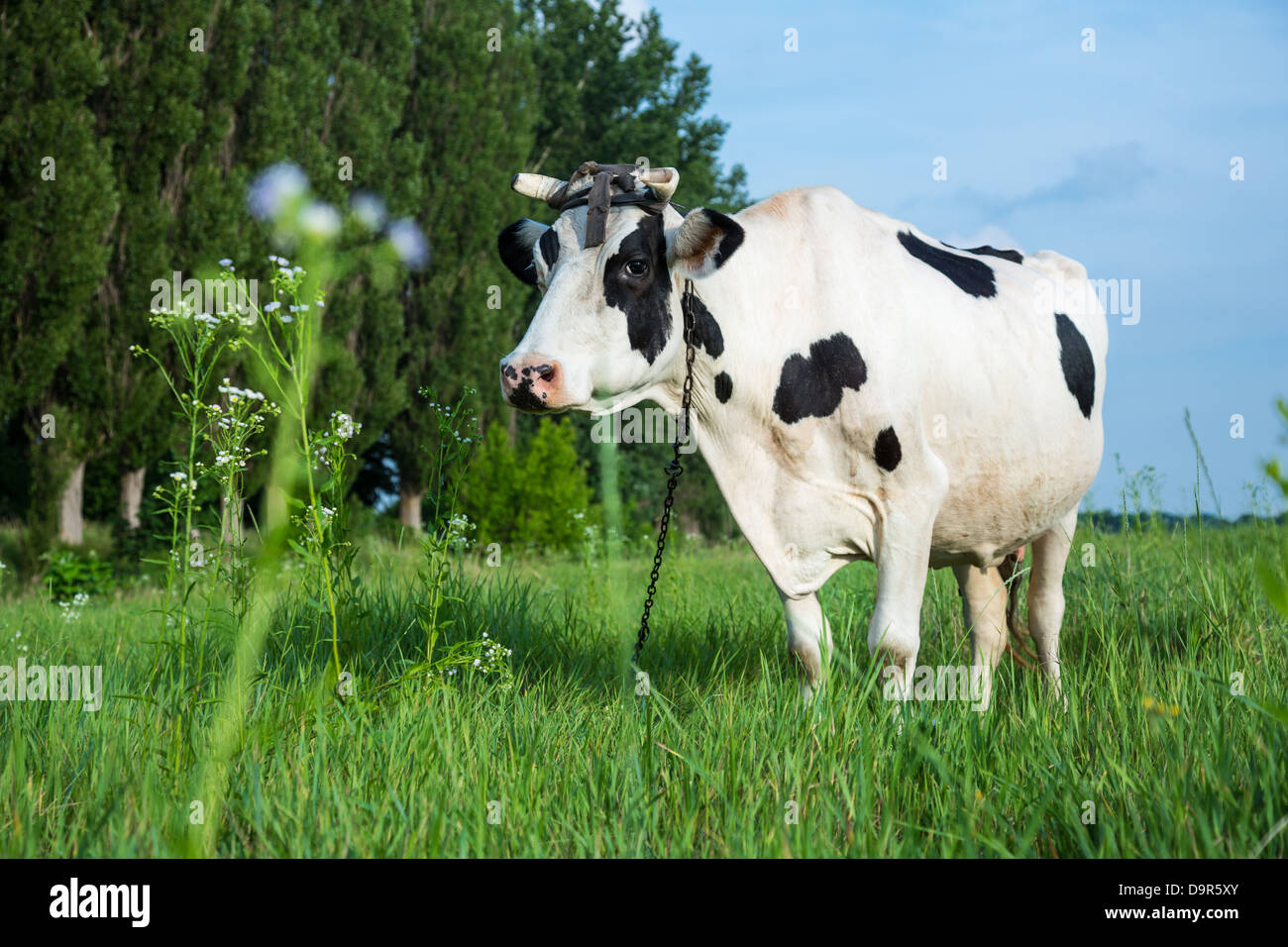 Dairy cow hi-res stock photography and images - Alamy