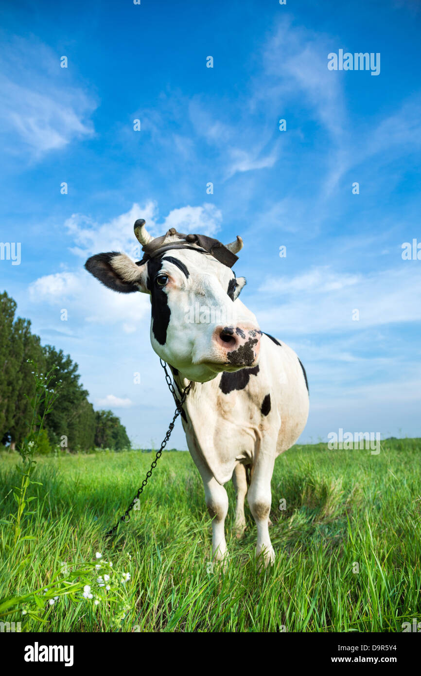 Funny black and white colour dairy cow on a pasture with fresh green grass Stock Photo