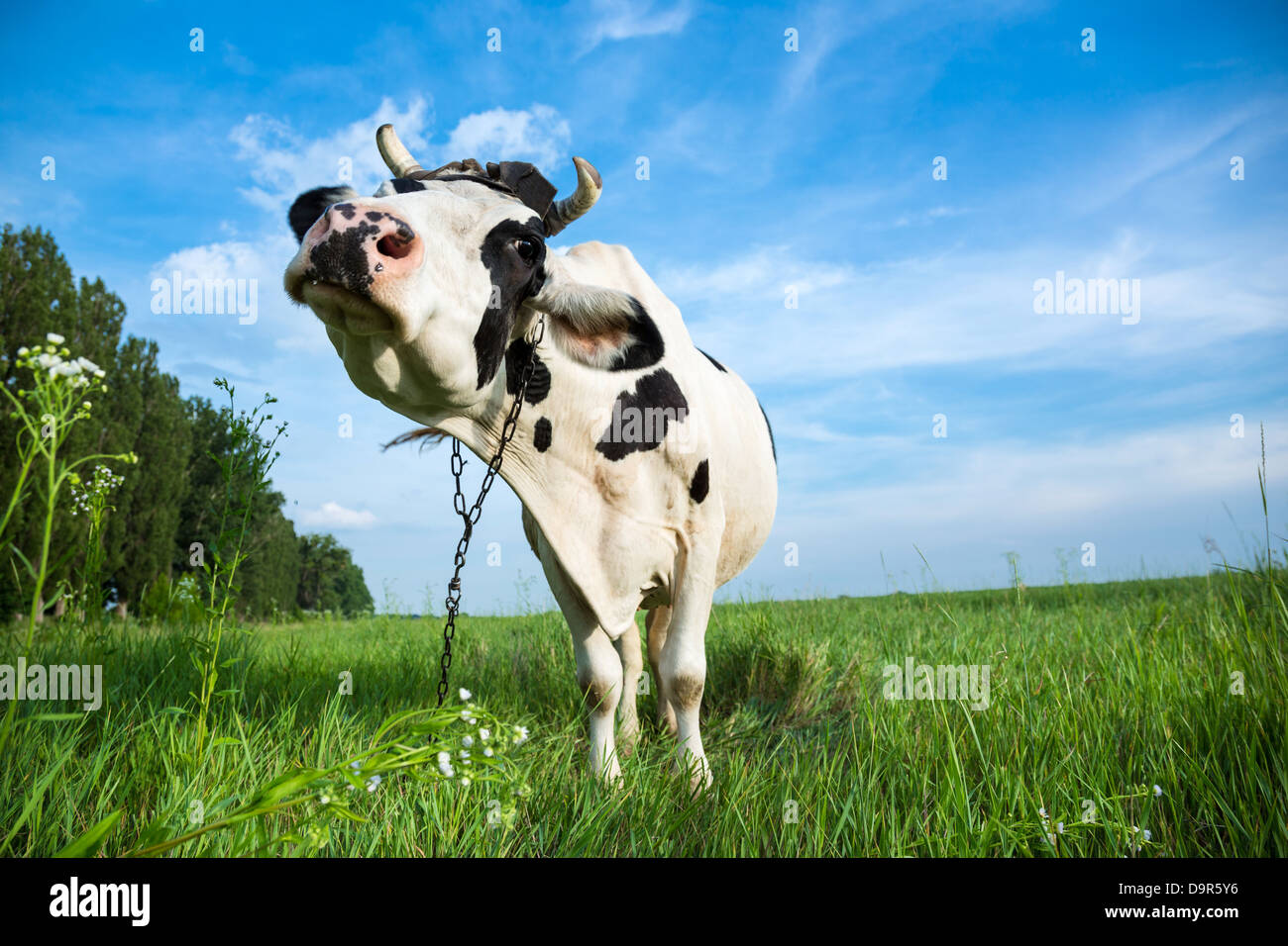 Funny black and white colour dairy cow on a pasture with fresh green grass Stock Photo