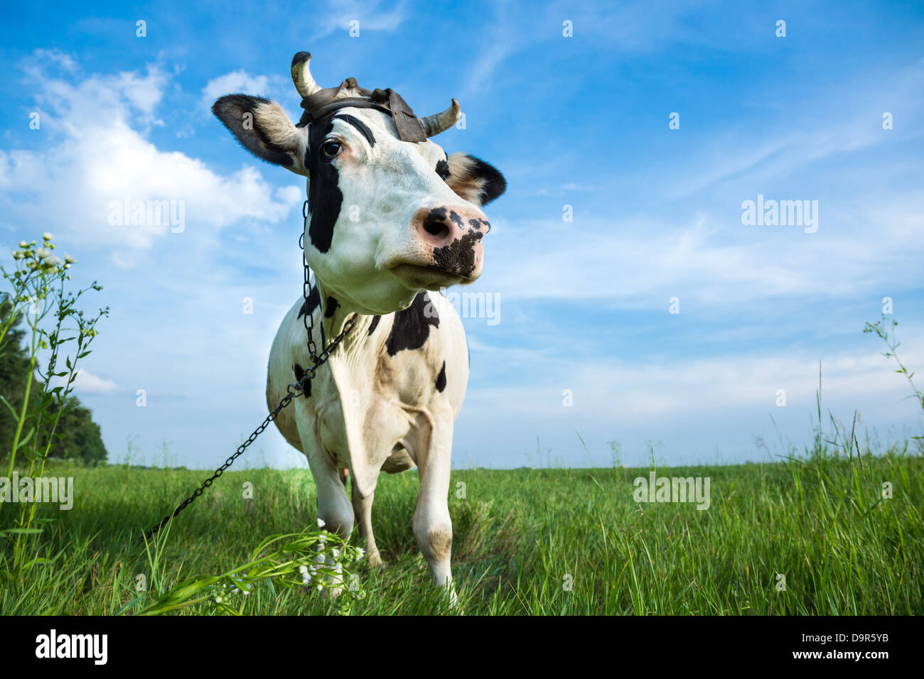 Funny black and white colour dairy cow on a pasture with fresh green grass Stock Photo