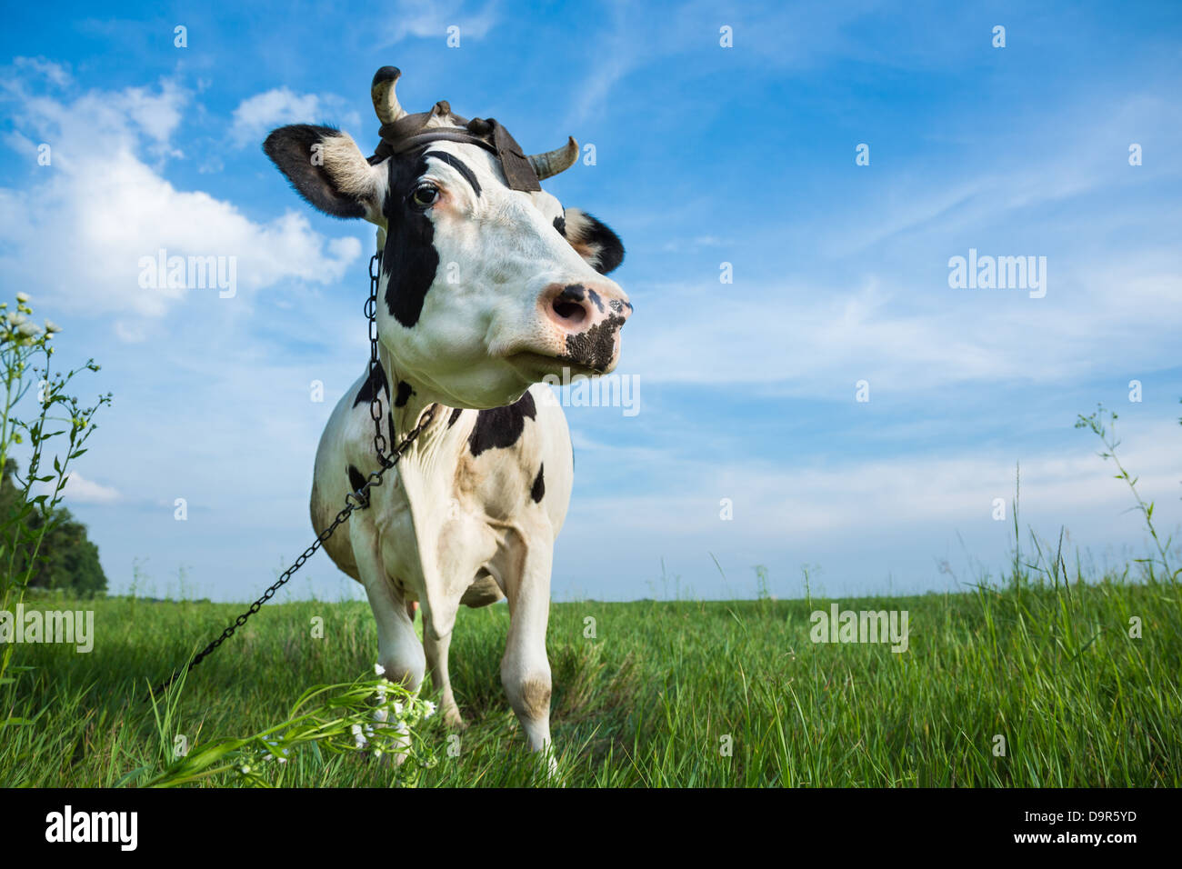 Funny black and white colour dairy cow on a pasture with fresh green grass Stock Photo