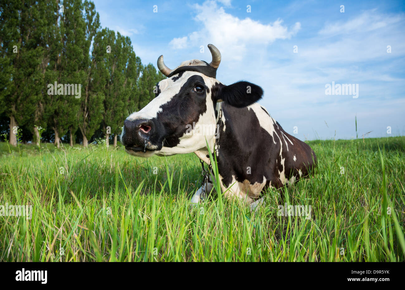Funny black and white colour dairy cow lying in a green pasture Stock Photo