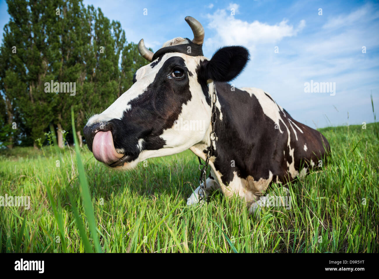 Funny black and white colour dairy cow lying in a green pasture with her tongue out  Stock Photo